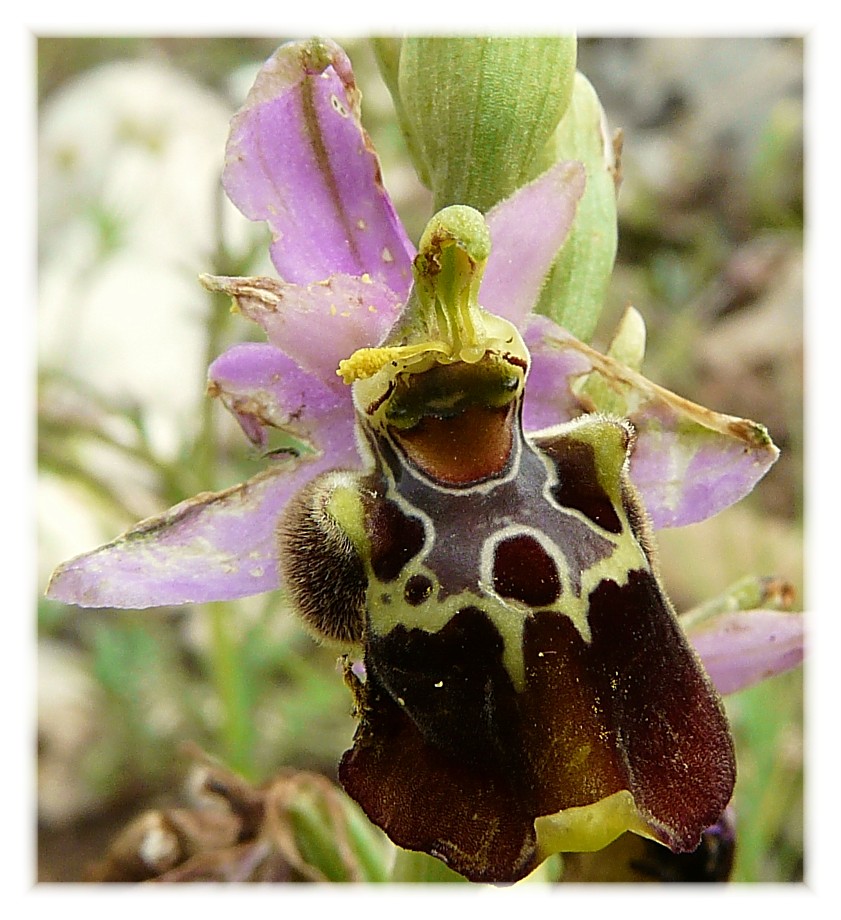 Ophrys apulica